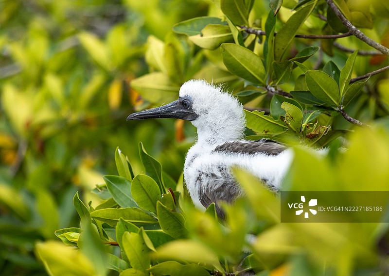 幼年红脚鲣鸟的侧面画像图片素材