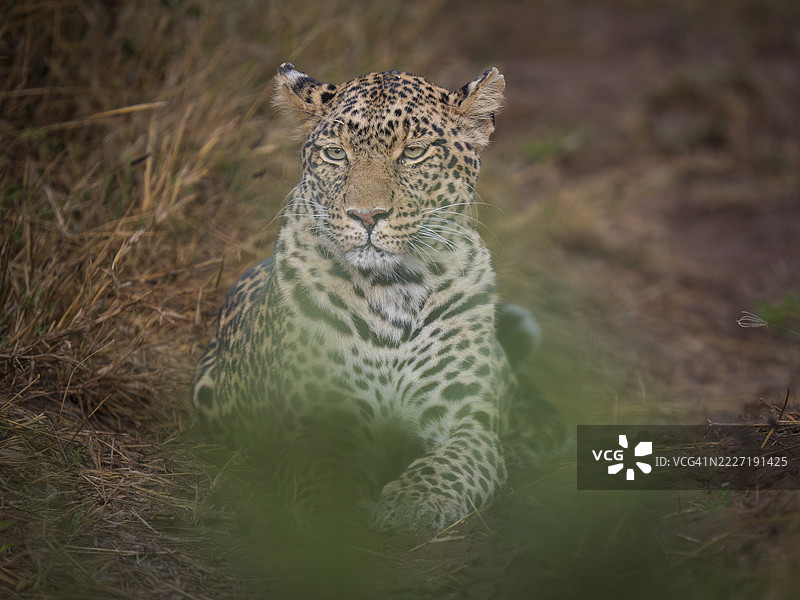 雌性美洲豹（Panthera pardus）在草地上休息图片素材