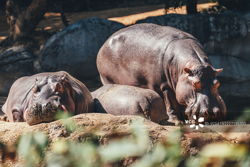 在中国广东省广州长隆野生动物园放松的河马图片素材