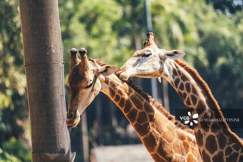 在中国广东省广州长隆野生动物世界，两只长颈鹿互动。图片素材