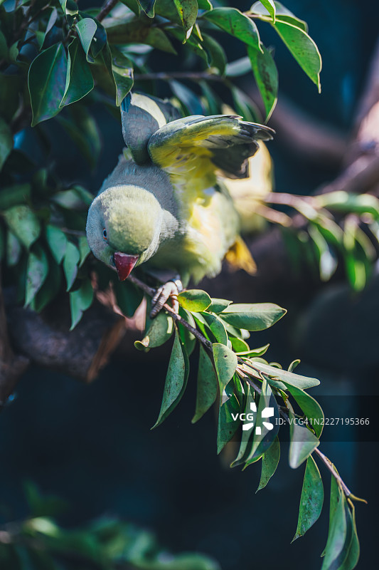 广州长隆的树枝上栖息的鹦鹉图片素材