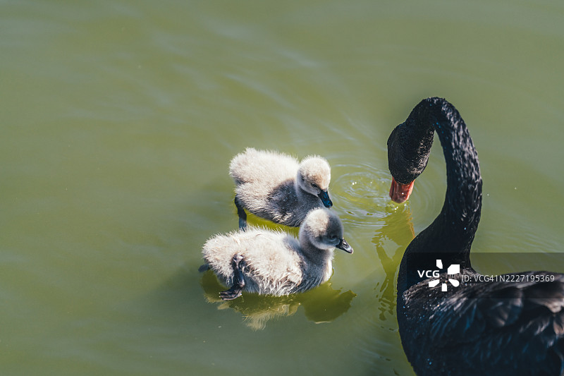 广州长隆的黑天鹅和小天鹅在水中游泳图片素材