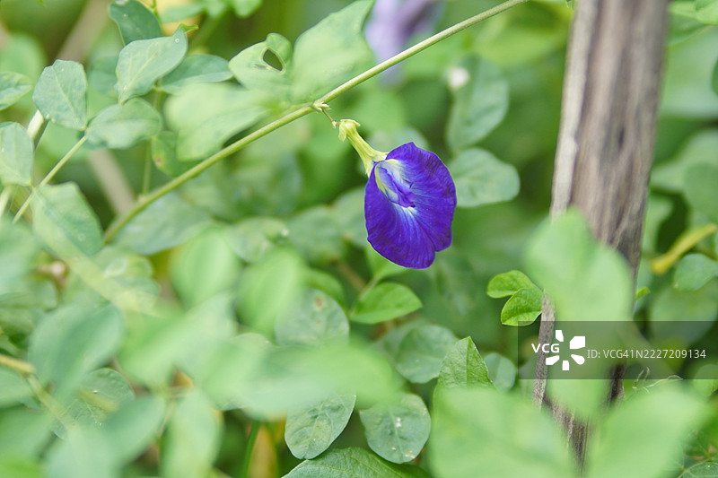 蓝色蝶豆花（Clitoria ternatea L.）在绿色模糊自然背景下的柔焦效果，盛开的藤本植物，生长在亚洲热带地区，单朵蓝色蝶豆花。图片素材