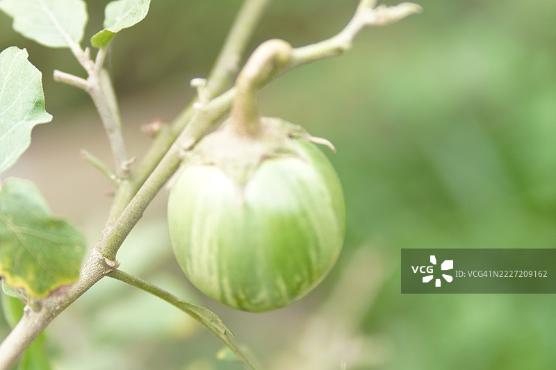 青果茄，豆茄，盘状刷子绿色蔬菜树在自然背景下的花园中盛开图片素材