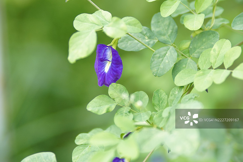 蓝色蝶豆花（Clitoria ternatea L.）在绿色模糊自然背景下的柔焦效果，盛开的藤本植物，生长在亚洲热带地区，单朵蓝色蝶豆花。图片素材