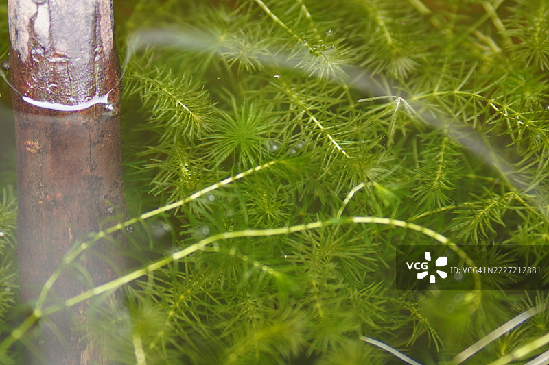水草图片素材