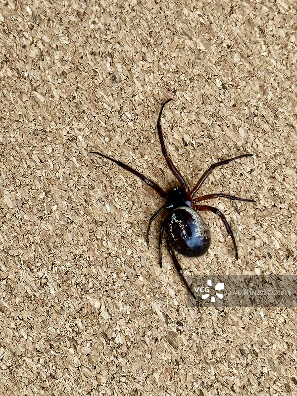 高贵的假寡妇蛛（Steatoda nobilis）特写。图片素材