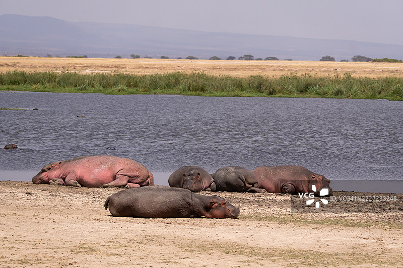 安博塞利的河马，肯尼亚图片素材