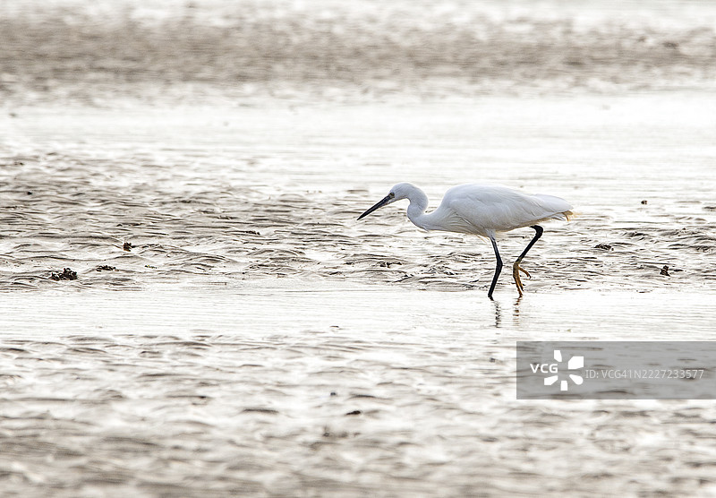 小白鹭图片素材