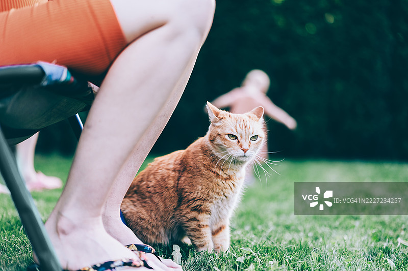 橘色虎斑猫在阳光明媚的户外花园中放松。图片素材