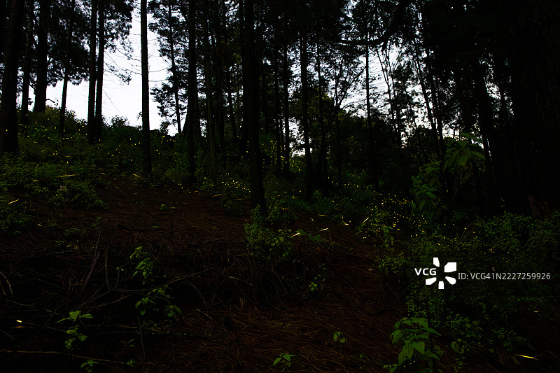 数百只萤火虫照亮黑暗的森林，营造出充满生物发光之美的神奇夜晚氛围。图片素材