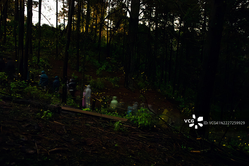 游客们在黑暗的圣所森林景观中体验神奇的萤火虫表演图片素材
