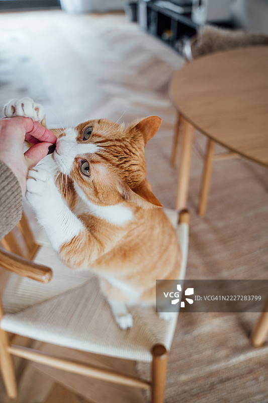 年轻女性给她的家猫喂零食图片素材