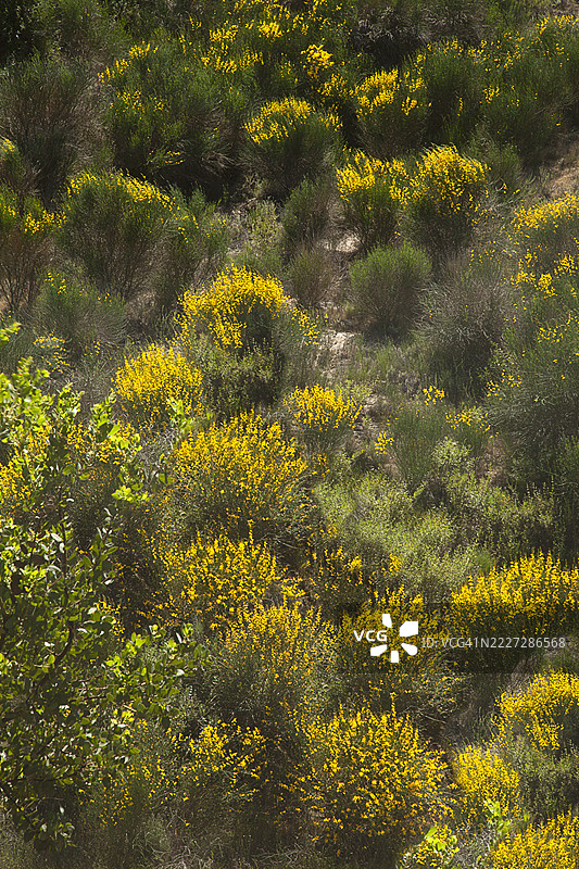生长在山坡上的苏格兰金雀花（Cytisus scoparius）。图片素材