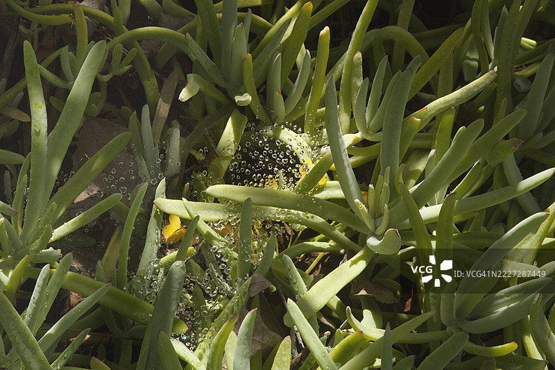 冰植物（Carpobrotus）周围的蜘蛛网上的露珠特写。图片素材