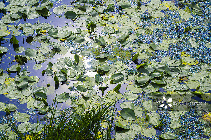 水 lily 垫和河流植物形成抽象自然背景图片素材