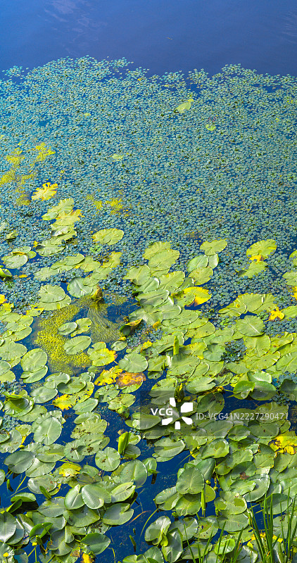 水 lilies 和河流植物形成抽象自然背景图片素材