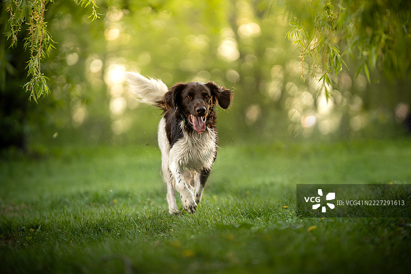 一只快乐的小明斯特兰犬在公园里奔跑图片素材