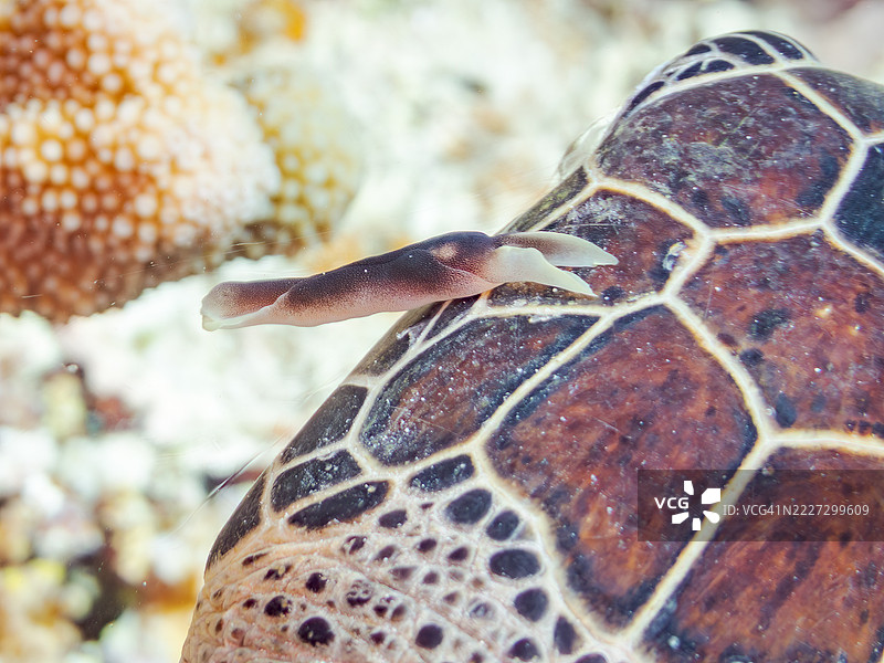 他头上有一只大海蛞蝓。一只大型美丽的绿海龟（Chelonia mydas）在美丽的珊瑚礁上悠闲地游泳，浮出水面喘息。图片素材