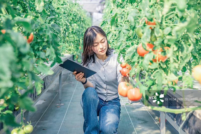 植物学家在温室中使用笔记本电脑检查番茄植物的生长情况。图片素材
