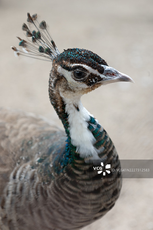 优雅的孔雀展示其羽毛的特写镜头图片素材
