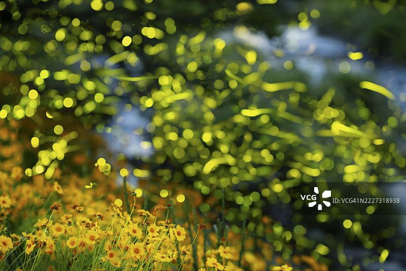 森林中河流上空闪烁的萤火虫图片素材