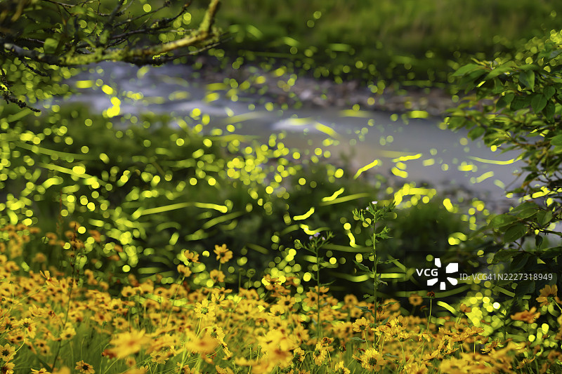 森林中河流上空闪烁的萤火虫图片素材