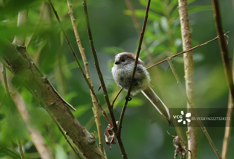 一只年轻的长尾山雀（Aegithalos caudatus）在柳树中觅食。图片素材