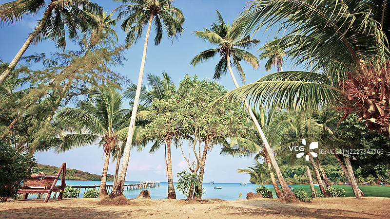 热带海岸的棕榈树和沙滩，码头和船只图片素材