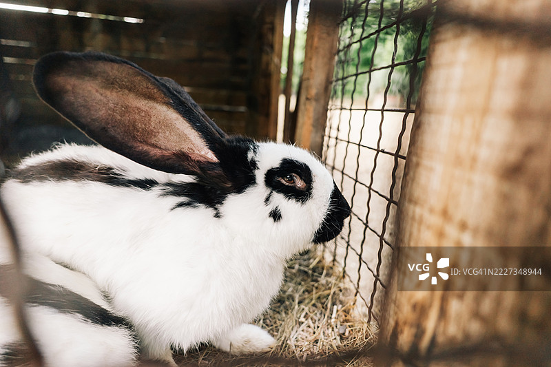 一只黑白相间的兔子安静地坐在木制笼子里的干草上，透过网眼在柔和的自然光中凝视外面。图片素材