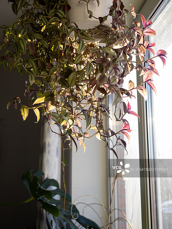阳光照射下的紫露草室内植物，放在窗边的白色悬挂花盆中，鲜艳的紫色和绿色斑驳叶片垂下。背景中有龟背竹和其他室内植物。图片素材
