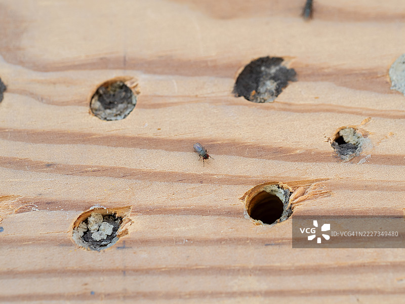 霍迪尼苍蝇（Cacoxenus indagator）在木制昆虫旅馆的孤独泥蜂（Osmia cornuta）巢穴入口附近的特写镜头图片素材