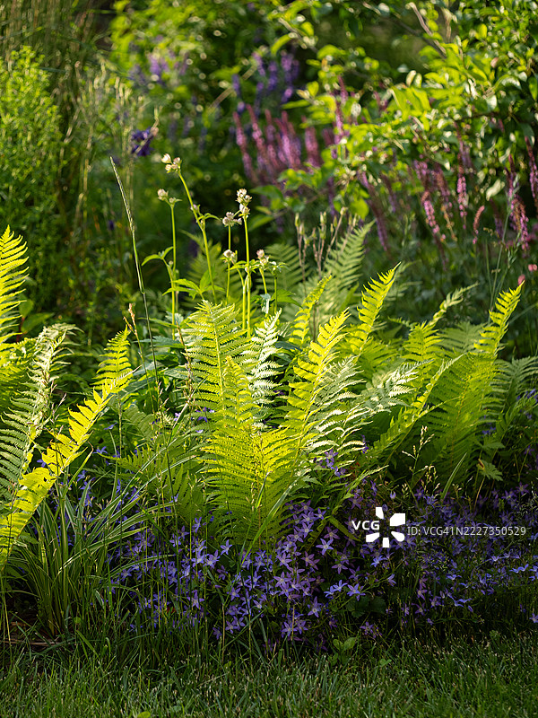 明亮的绿色蕨类植物和盛开的波斯卡铃花在柔和的晚光中形成了生动的花园构图。郁郁葱葱的夏季叶子和紫色花朵在乡村风格的后院中营造出自然的种植设计。图片素材