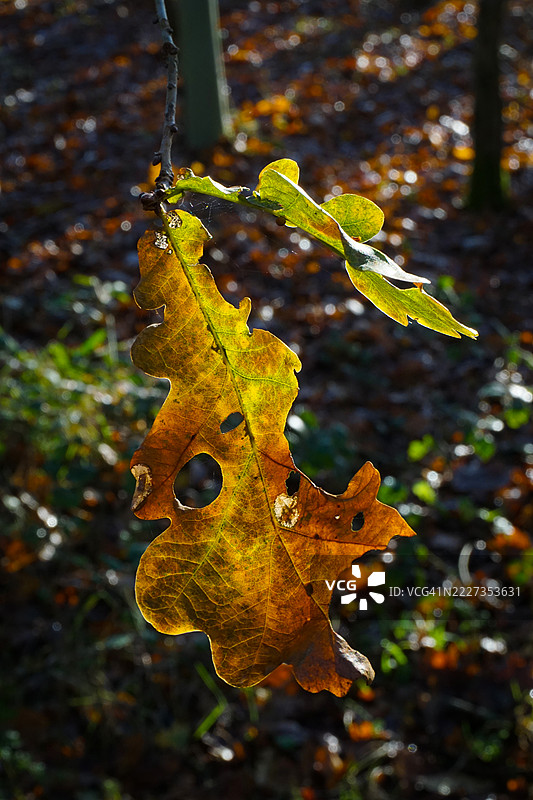 最后一片橡树叶特写图片素材