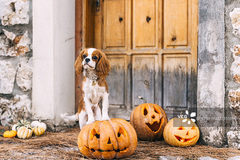 狗狗在户外庆祝万圣节，南瓜灯作为装饰。图片素材