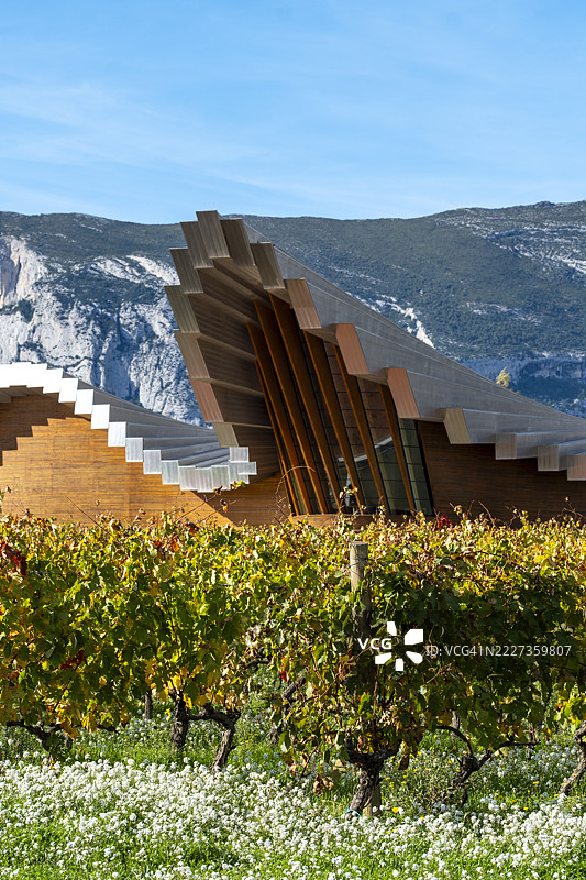 Bodega Ysios酒庄的外立面在拉里奥哈的秋季葡萄园和白色花朵的映衬下高耸而起。图片素材