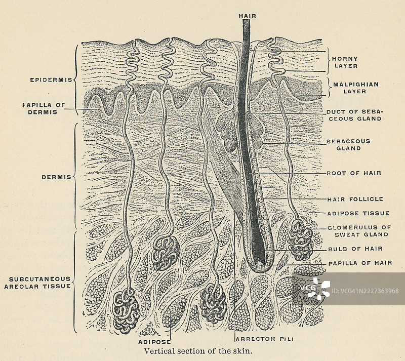 旧版雕刻插图，展示皮肤的纵向剖面图片素材