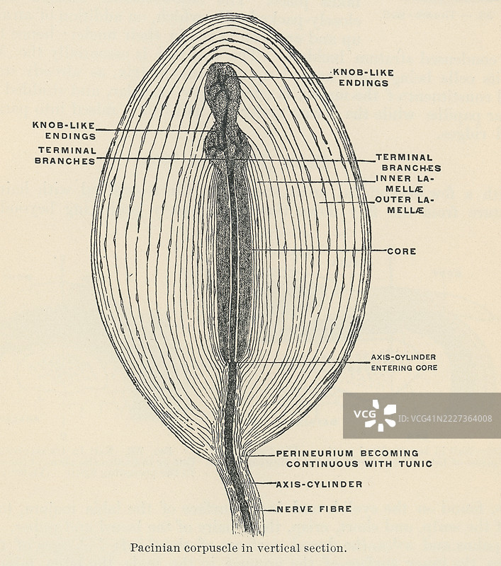 老版雕刻插图，帕奇尼小体（Vater-Pacini或层状小体），专门的感觉受体，能够检测振动和深压。图片素材