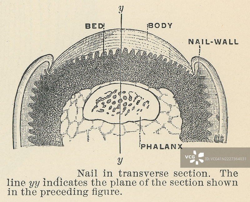 旧版雕刻插图，展示了指甲，这是一种在几乎所有灵长类动物（除狨猴外）指尖（手指和脚趾）特有的保护板，对应于其他四足动物的爪子。图片素材
