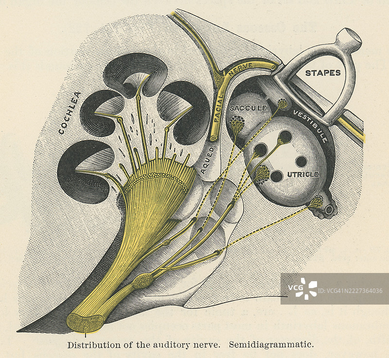 旧版雕刻插图的人耳 - 听神经、耳蜗神经或前庭耳蜗神经的一部分，负责将声音和来自内耳的平衡信息传递到大脑。图片素材