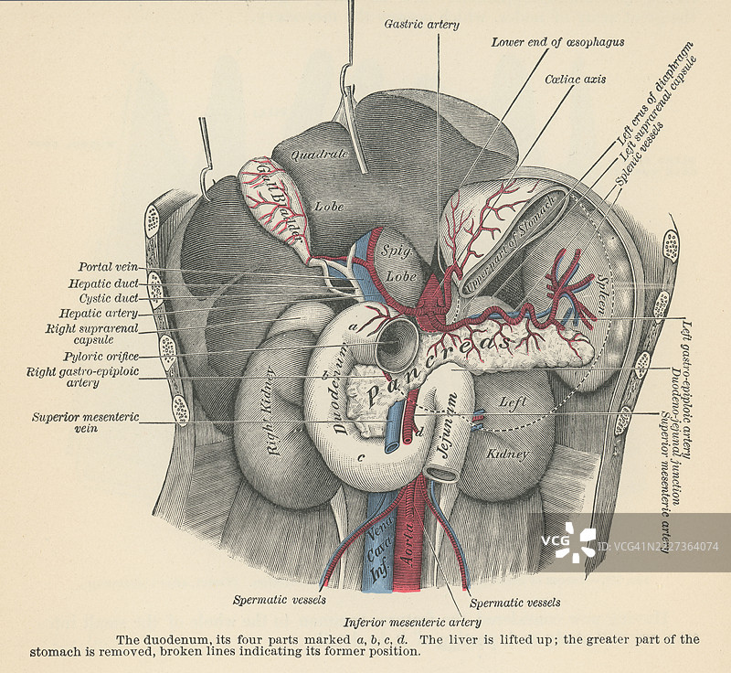 人类循环系统的古老雕刻插图 - 十二指肠（小肠的第一部分，主要的铁吸收部位）图片素材