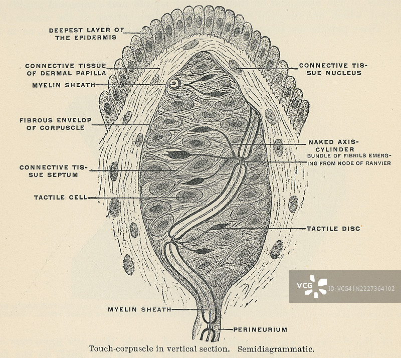 老版雕刻插图，展示触觉小体或梅斯纳小体，这些是皮肤中专门的感官受体，负责感知轻触和低频振动。图片素材