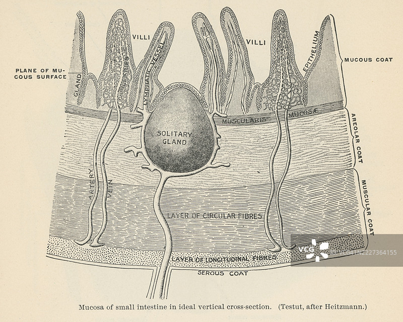 小肠的粘膜或粘膜层的老式雕刻插图，最内层负责吸收和保护。图片素材