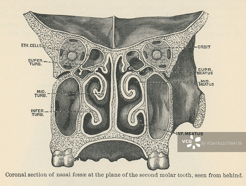 旧版雕刻插图，解剖学 - 在第二磨牙平面上的鼻腔冠状切面图片素材