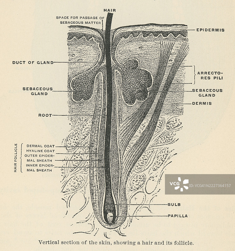 旧版雕刻插图，展示了人类皮肤的垂直剖面，显示了毛发及其毛囊。图片素材