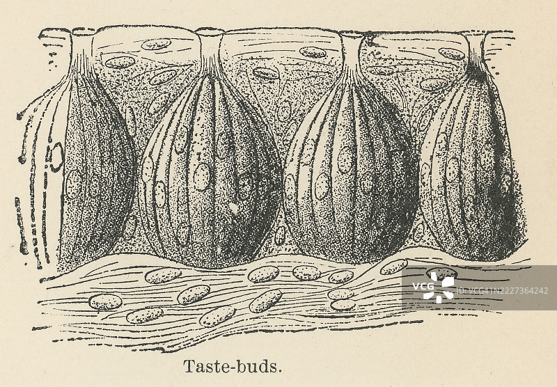 老式雕刻插图，展示味蕾，味觉受体细胞的簇，也称为味觉细胞。图片素材