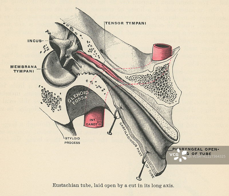 旧版雕刻插图的人耳 - 咽鼓管或咽鼓管，是连接中耳与鼻咽（鼻后喉部的上部）的狭窄通道图片素材