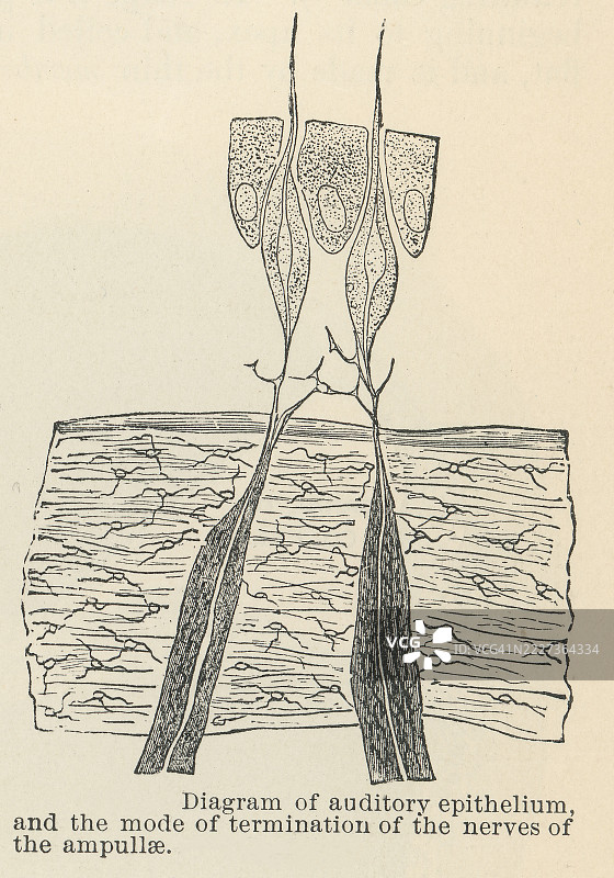 人耳的古老雕刻插图 - 听觉上皮，内耳的一个特殊区域，特别是在耳蜗内，负责将声音振动转化为大脑可以解读为声音的电信号。图片素材