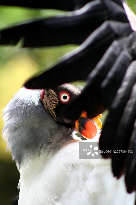 秃鹫栖息在树上，翅膀张开。图片素材
