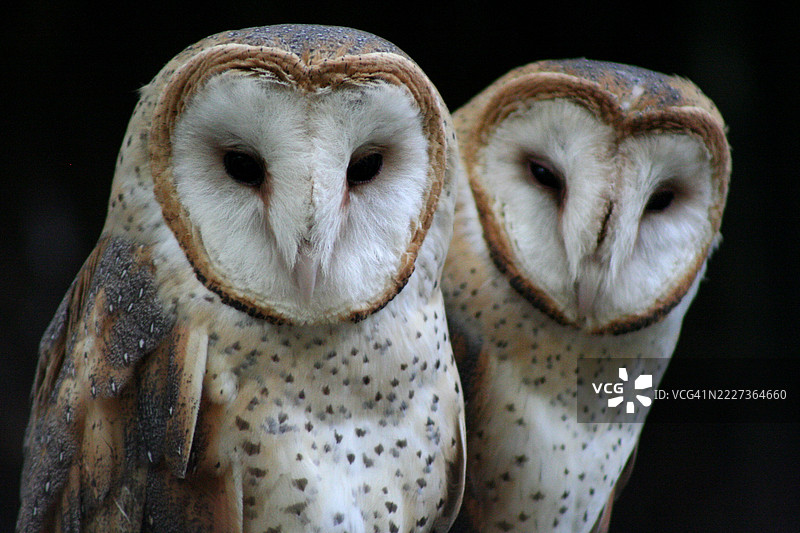 两只仓鸮栖息在树枝上图片素材